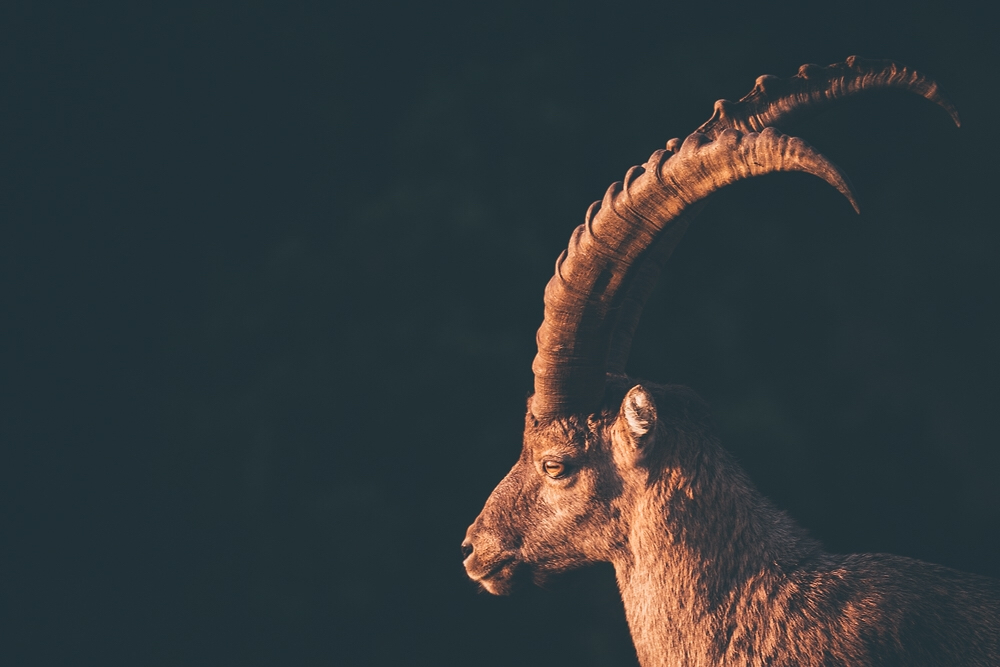 Steinbock