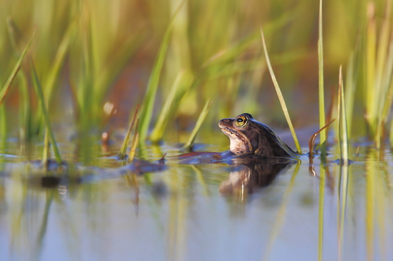 Moorfrosch im März