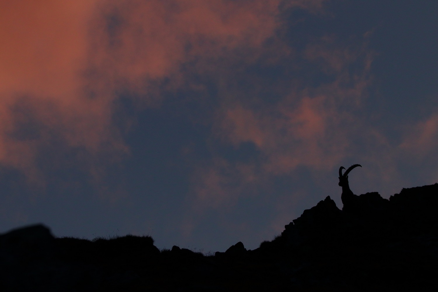 Morgenrot