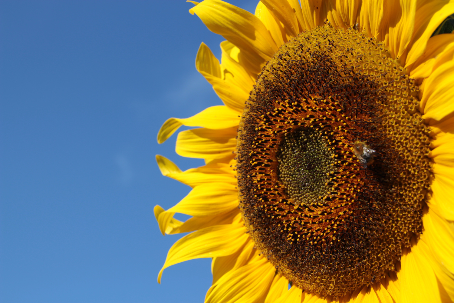 Sonnenblume mit Besucher
