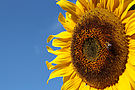 Sonnenblume mit Besucher