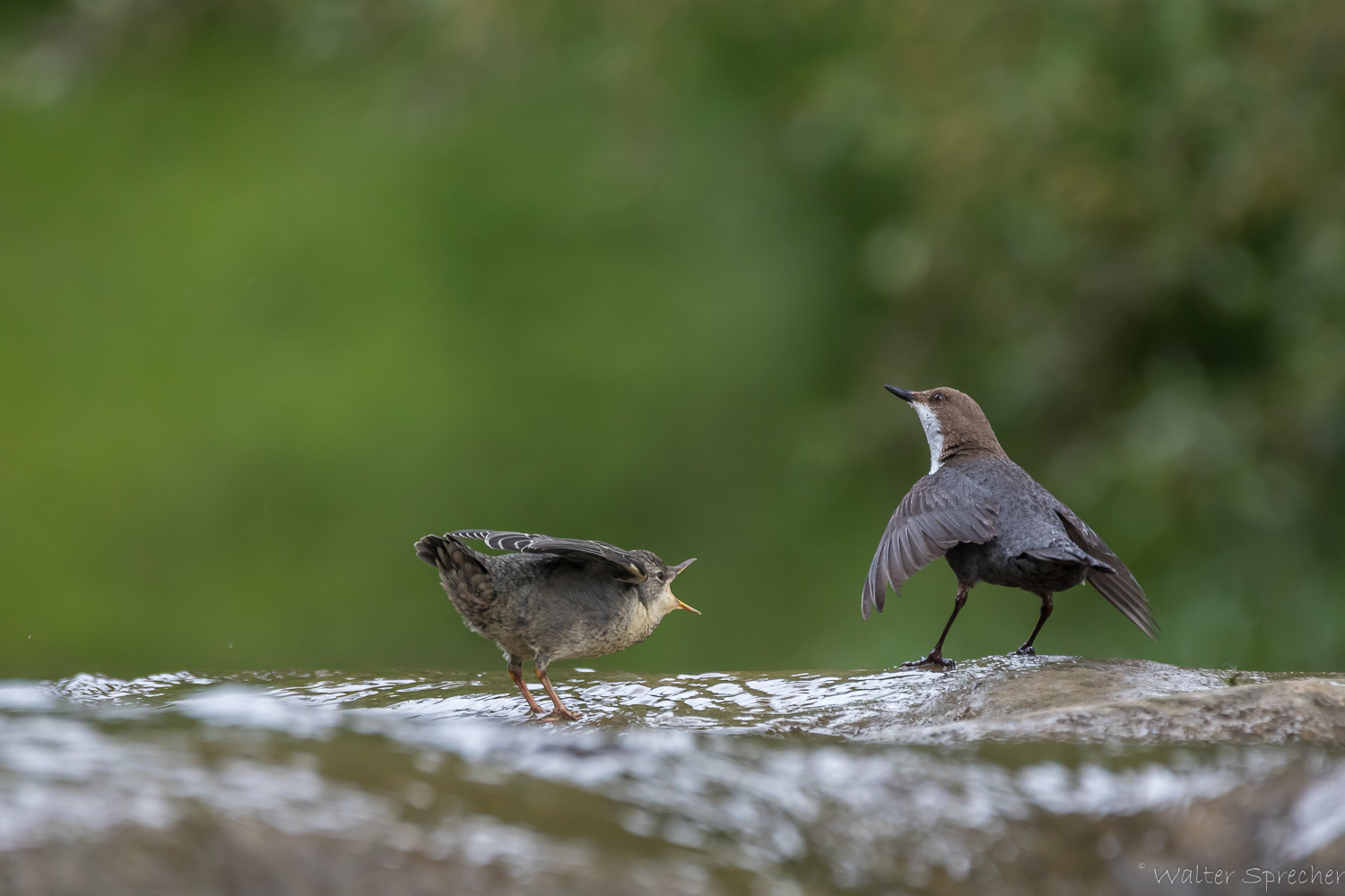 Ich komme ja gleich wieder!! (Forum für Naturfotografen)