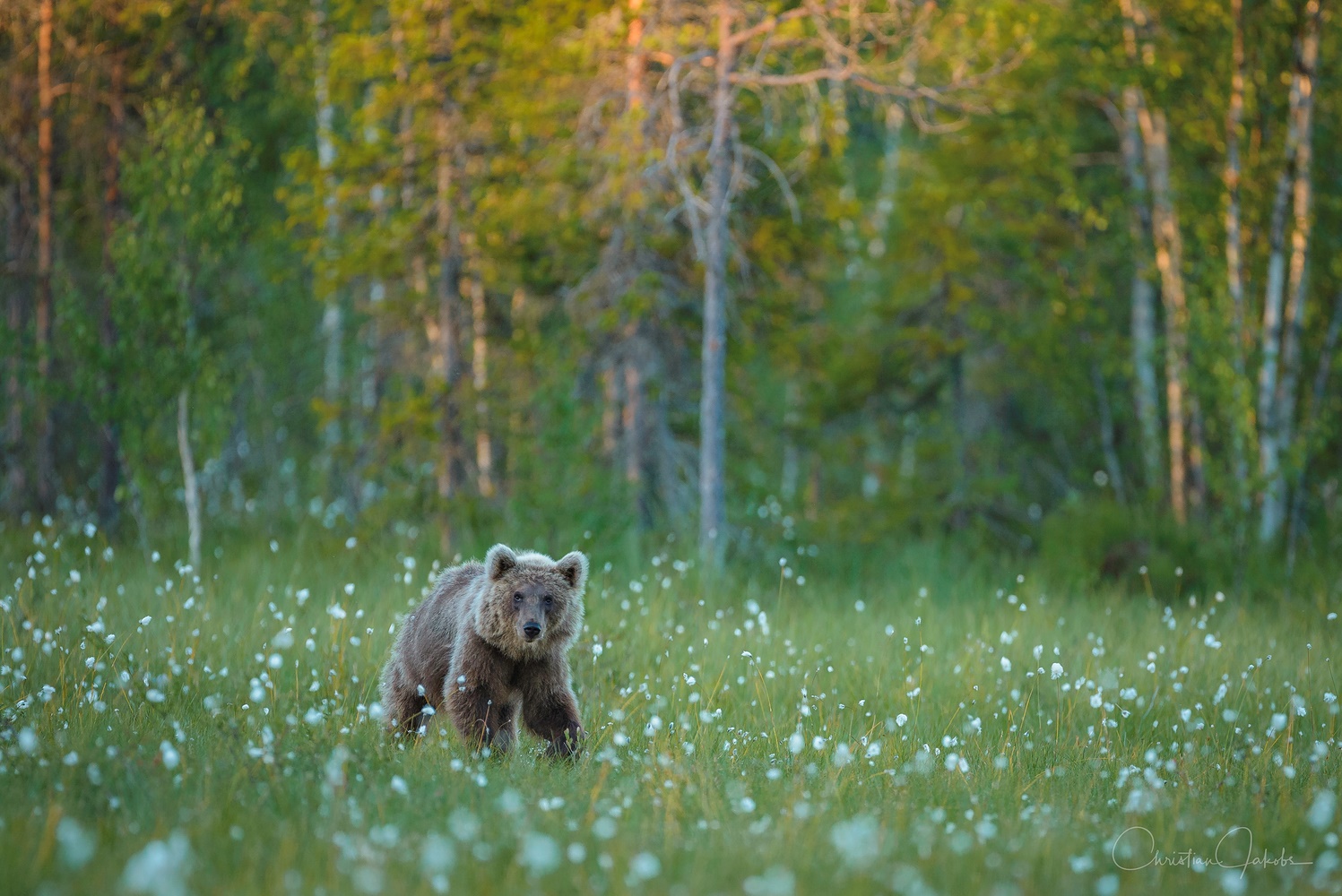 Ein Abend in Finnland