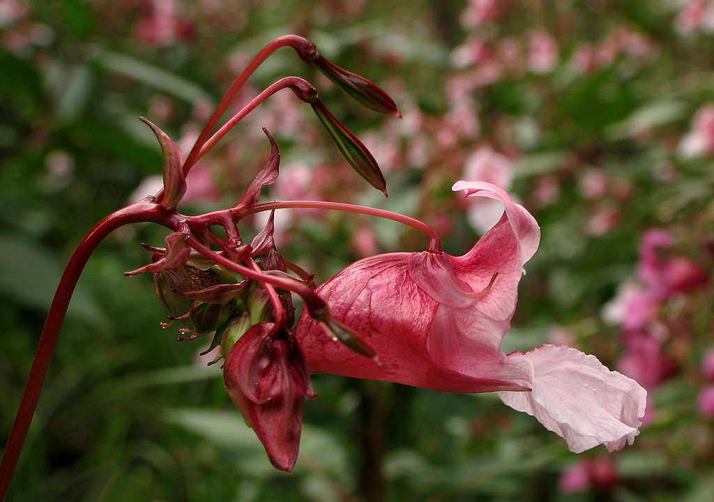 Schön wie eine Orchidee, aber!