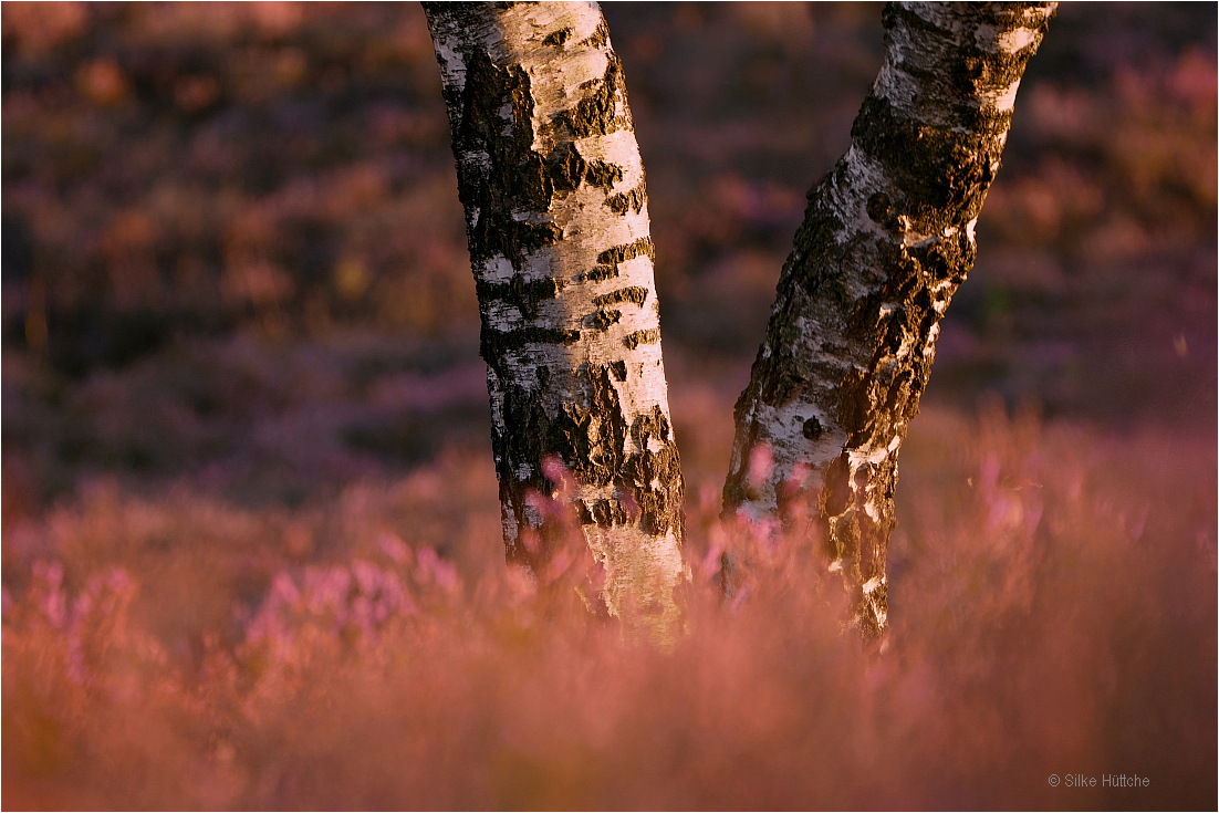 Birken in der Heide