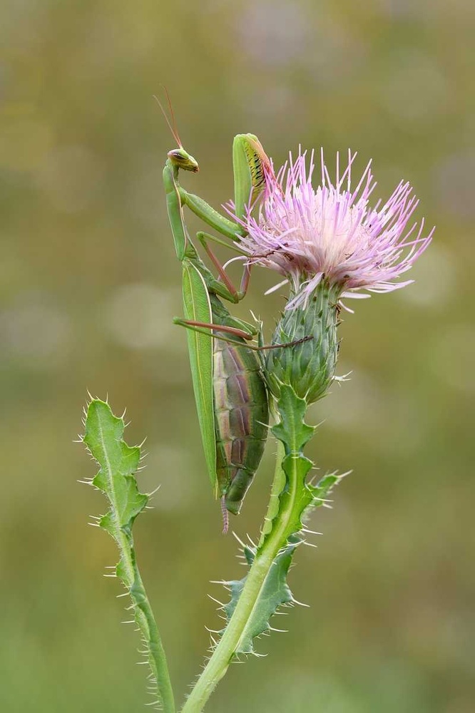 Mantis Religiosa