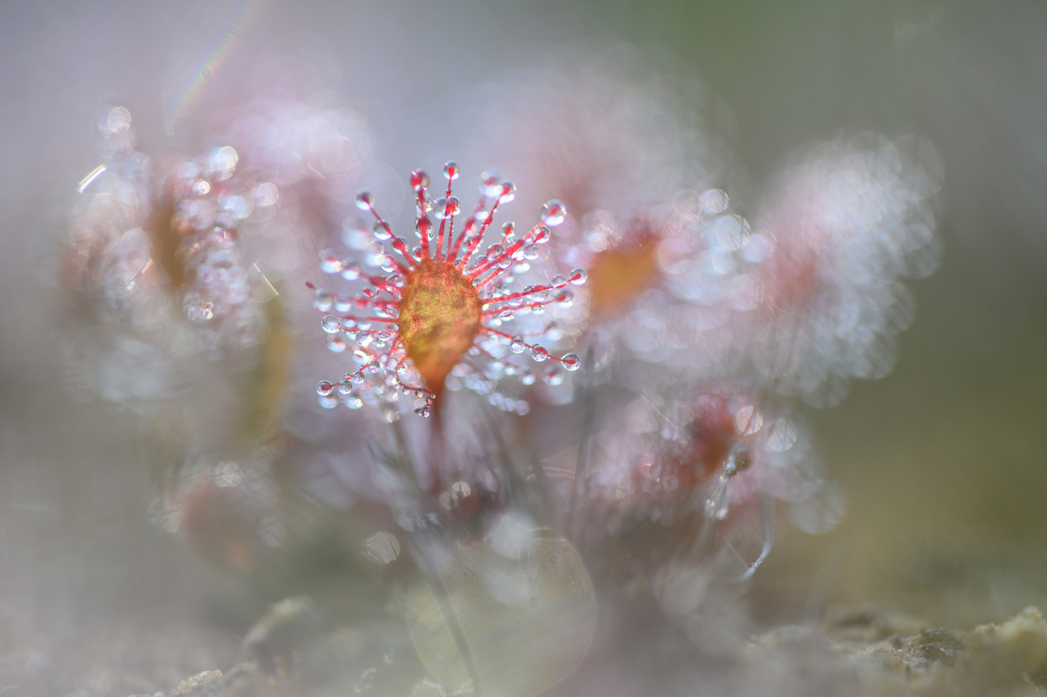 Mittlerer Sonnentau (drosera intermedia)