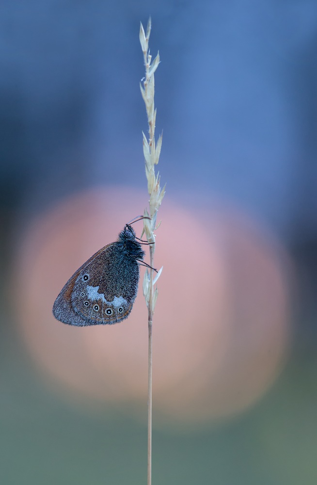 Blaue Stunde