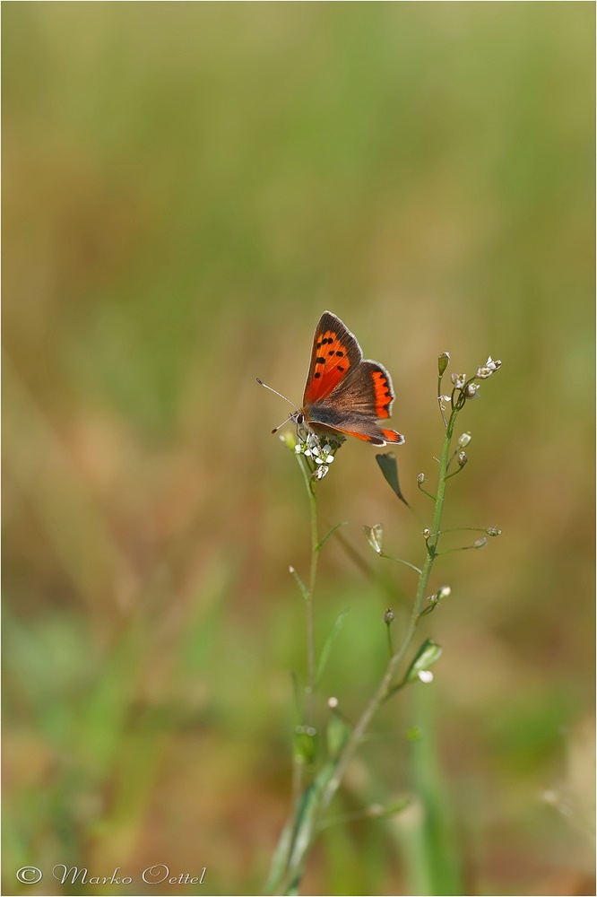 Kleine Feuerfalter (Lycaena phlaeas)