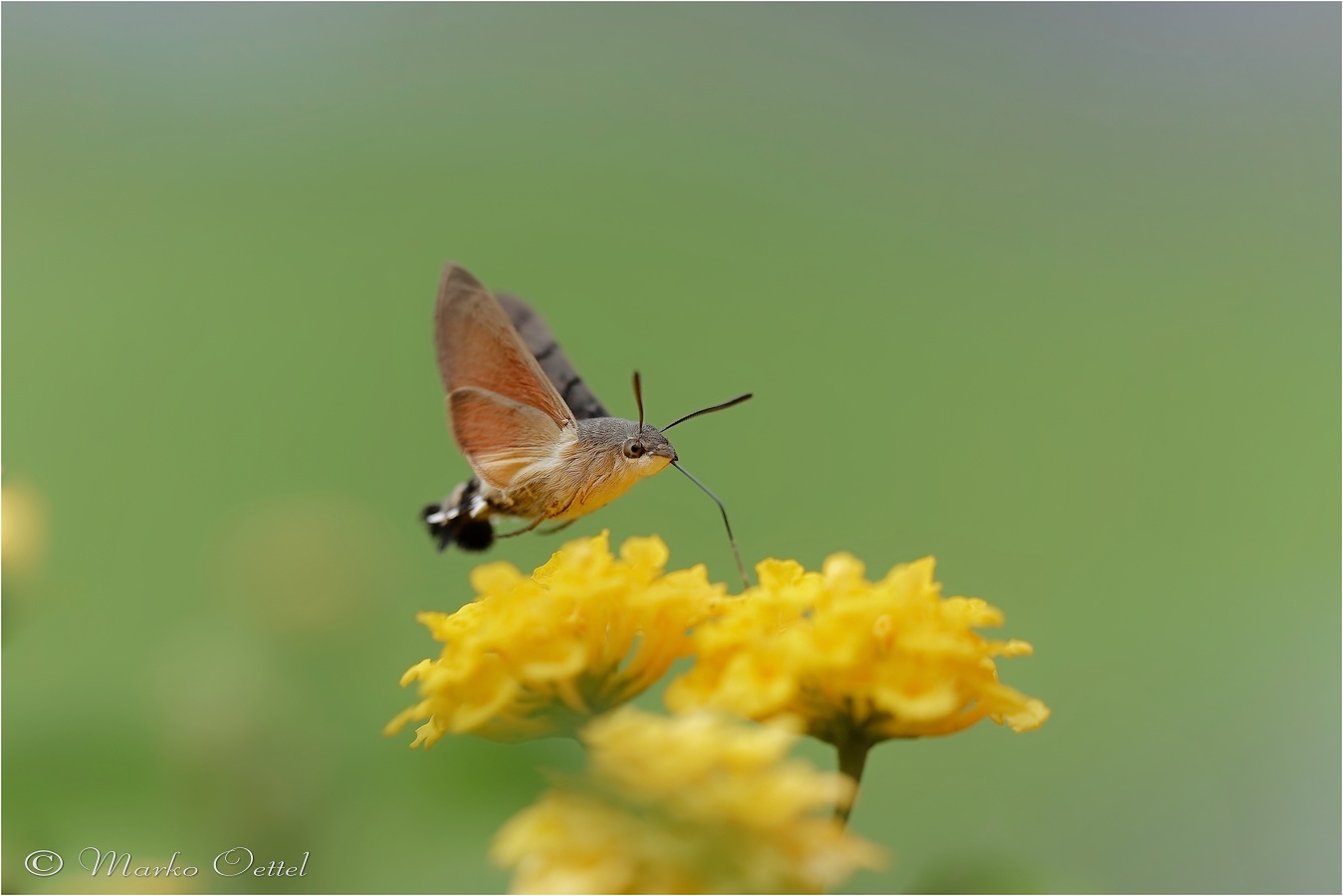 Taubenschwänzchen (Macroglossum stellatarum)