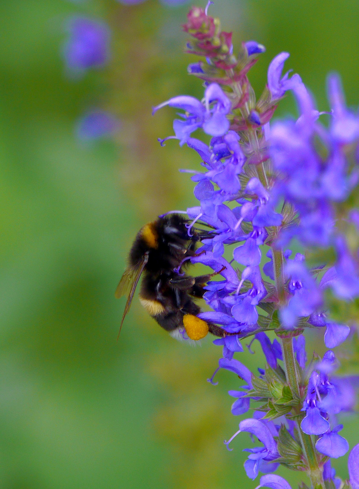 Hummel mit "Pollensack"