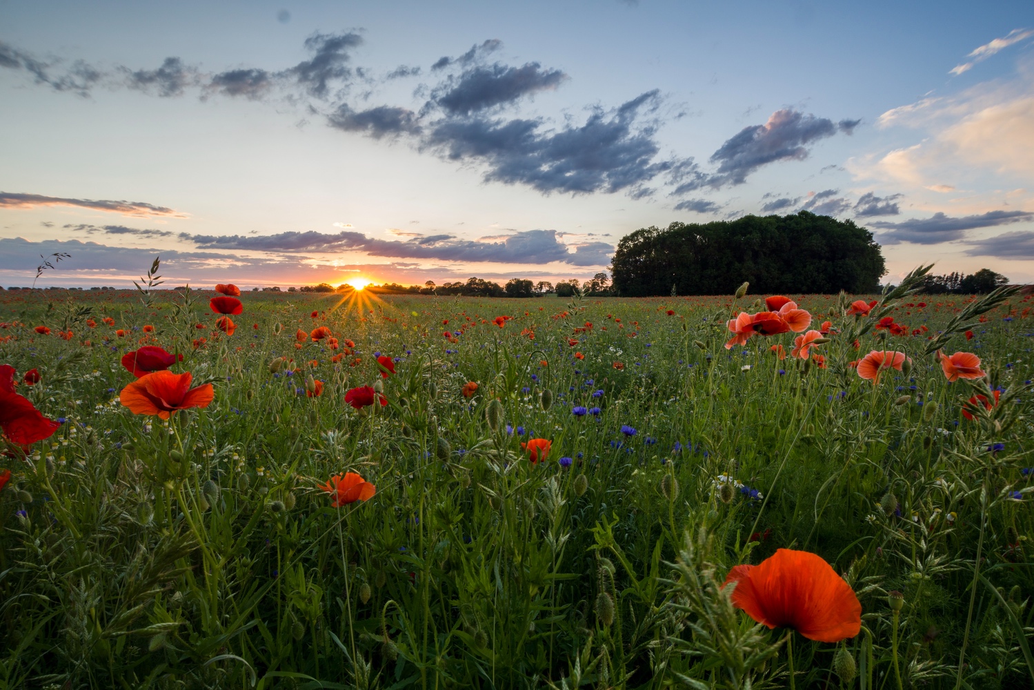 Mohnfeld bei Sonnenuntergang