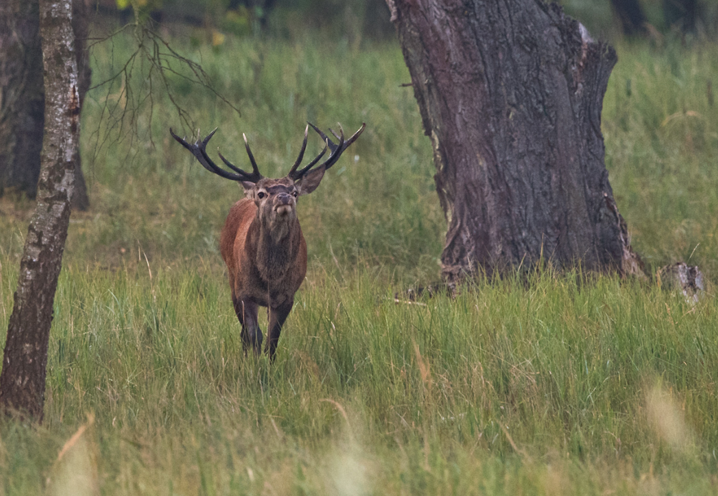 Rothirschbrunft 2019