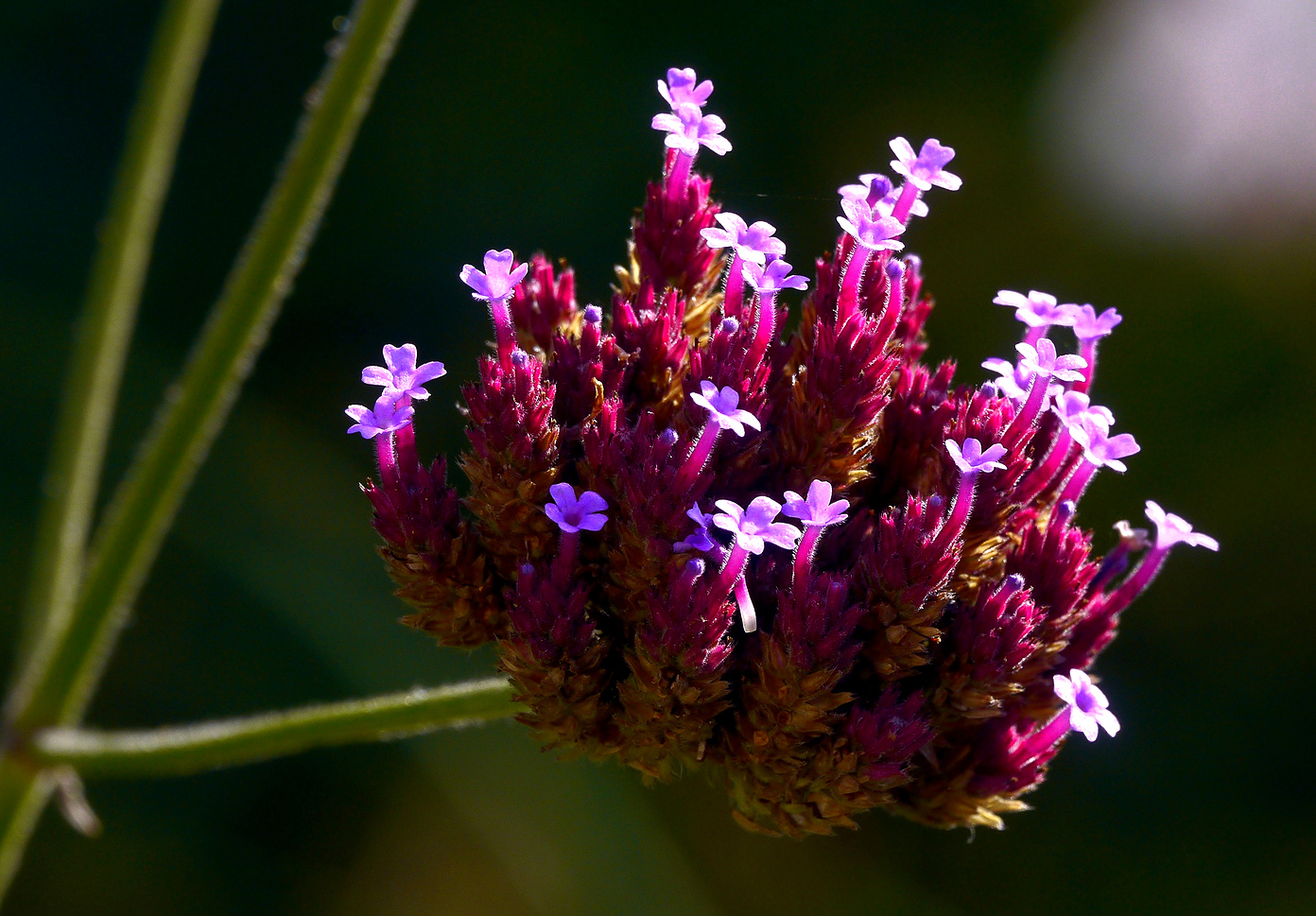 Exotik.... (Forum für Naturfotografen)