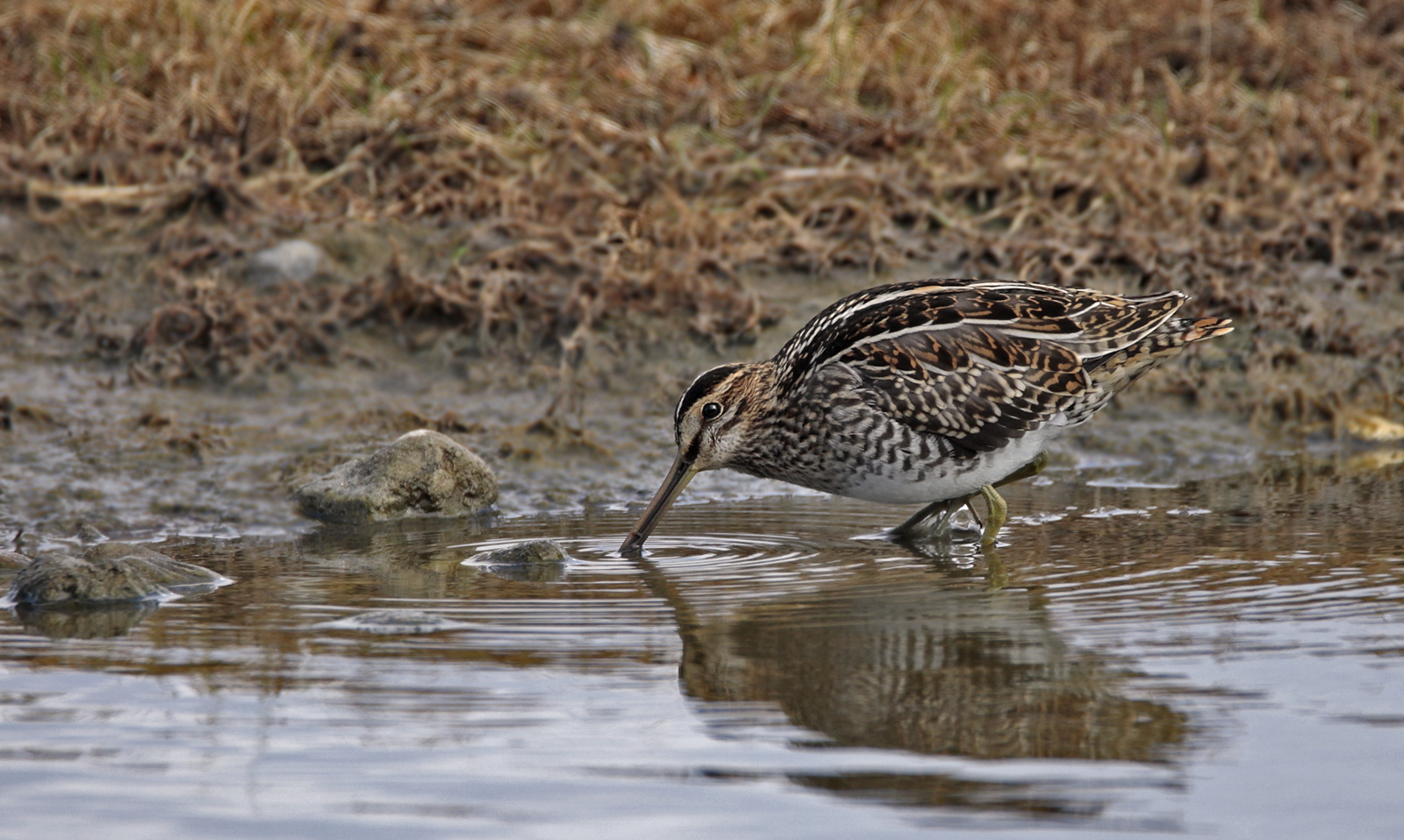 Bekassine (Gallinago gallinago)