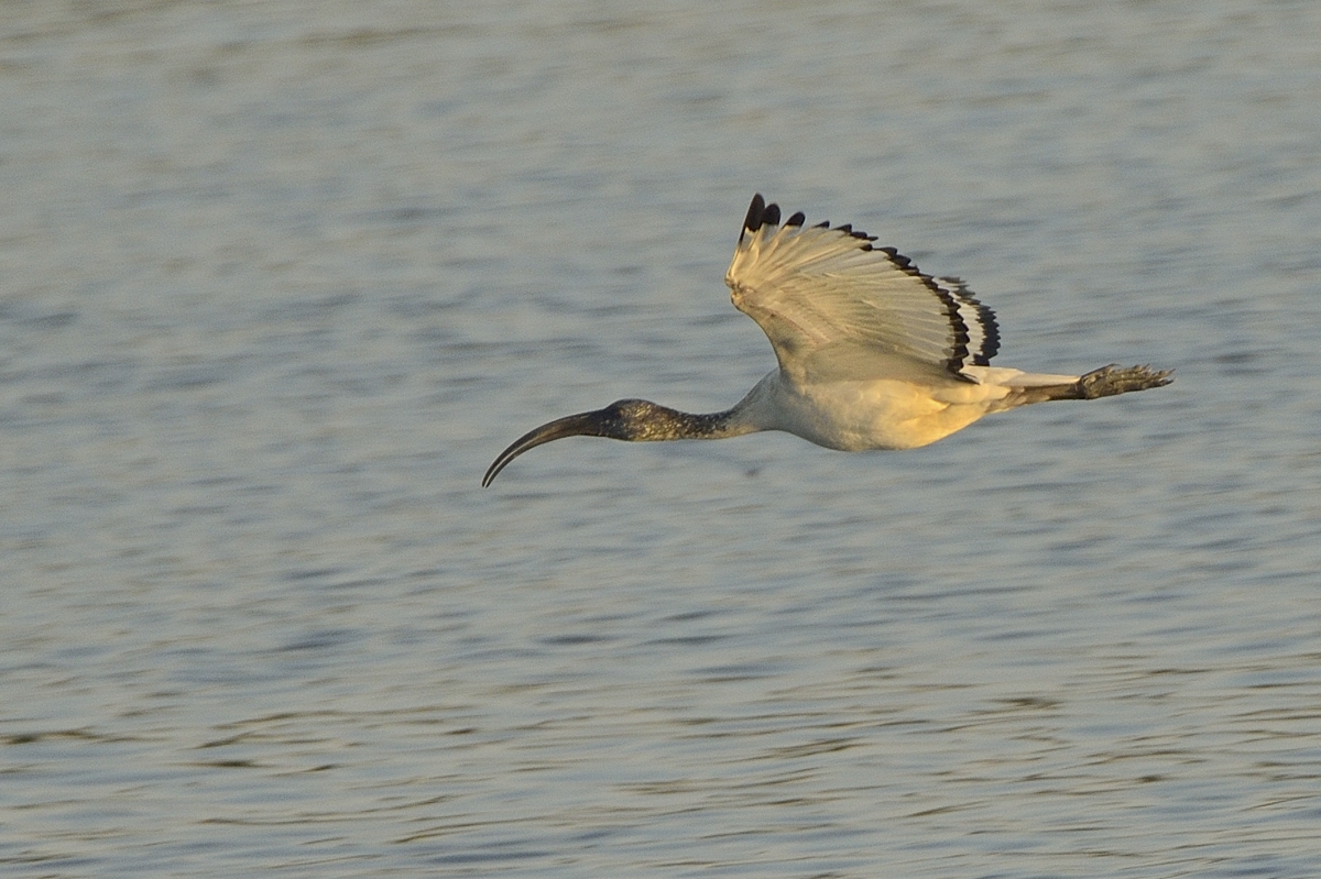 Ibis