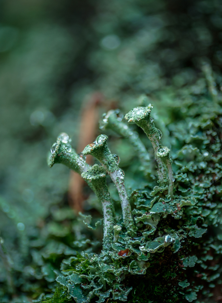 Martin Kern / Flechte und Wassertropfen