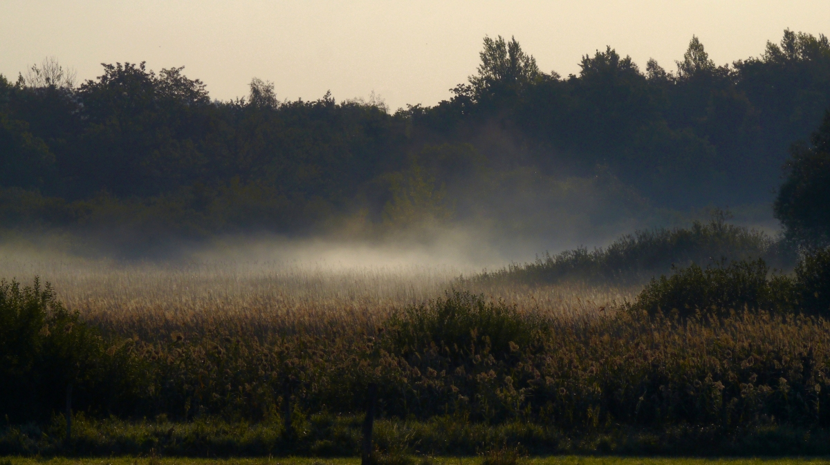 Es herbstet....