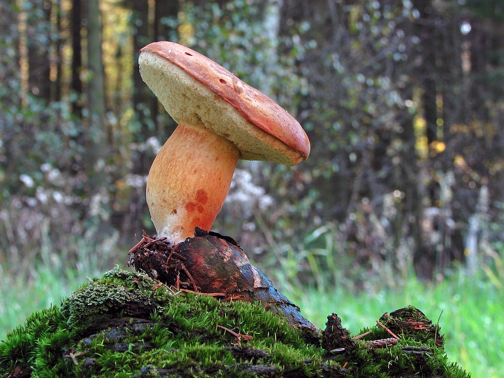 Fichtenzapfenmarone