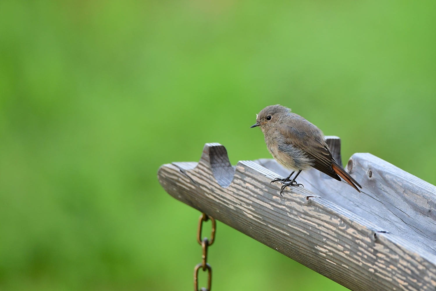 Rinnenwächter