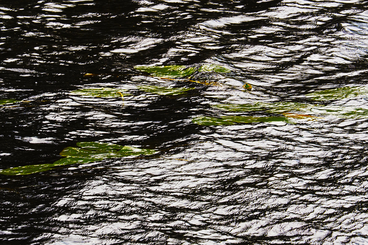 Seerosenfloating
