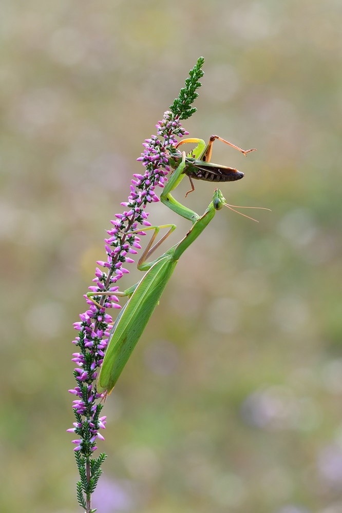 Mantis Religiosa