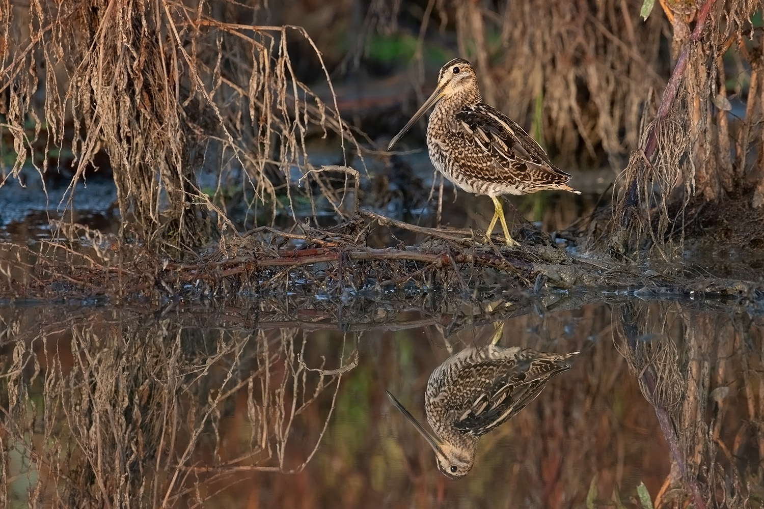 "Die Schöne" (Forum für Naturfotografen)