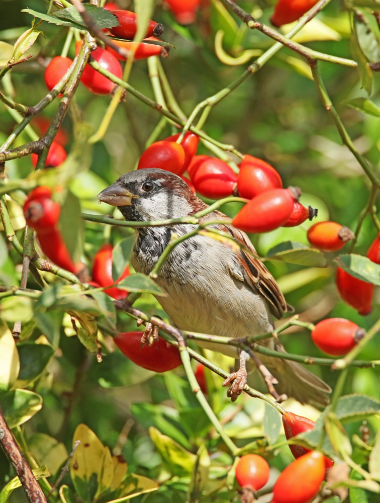Deutlich: Der Herbst hat begonnen, und in der Heckenrosenhecke....
