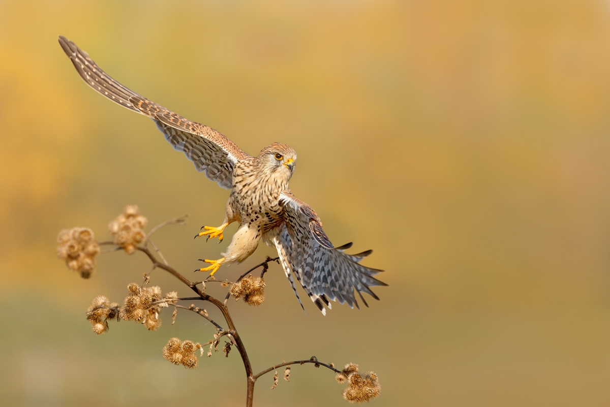 Auf zur nächsten Jagd...