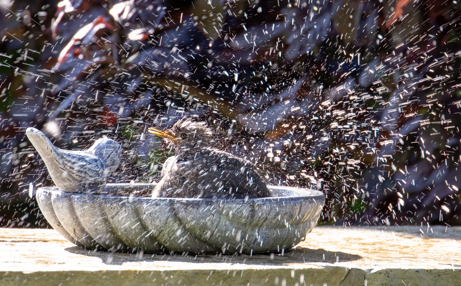 Morning Splash