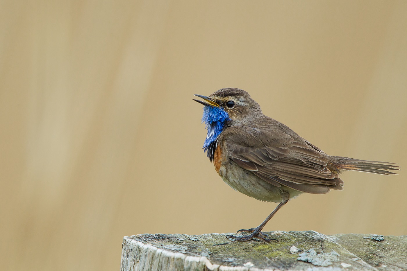 Blaukehlchen