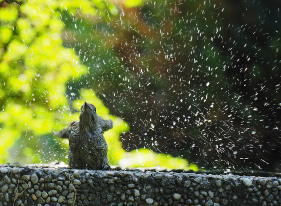 Der Regenmacher