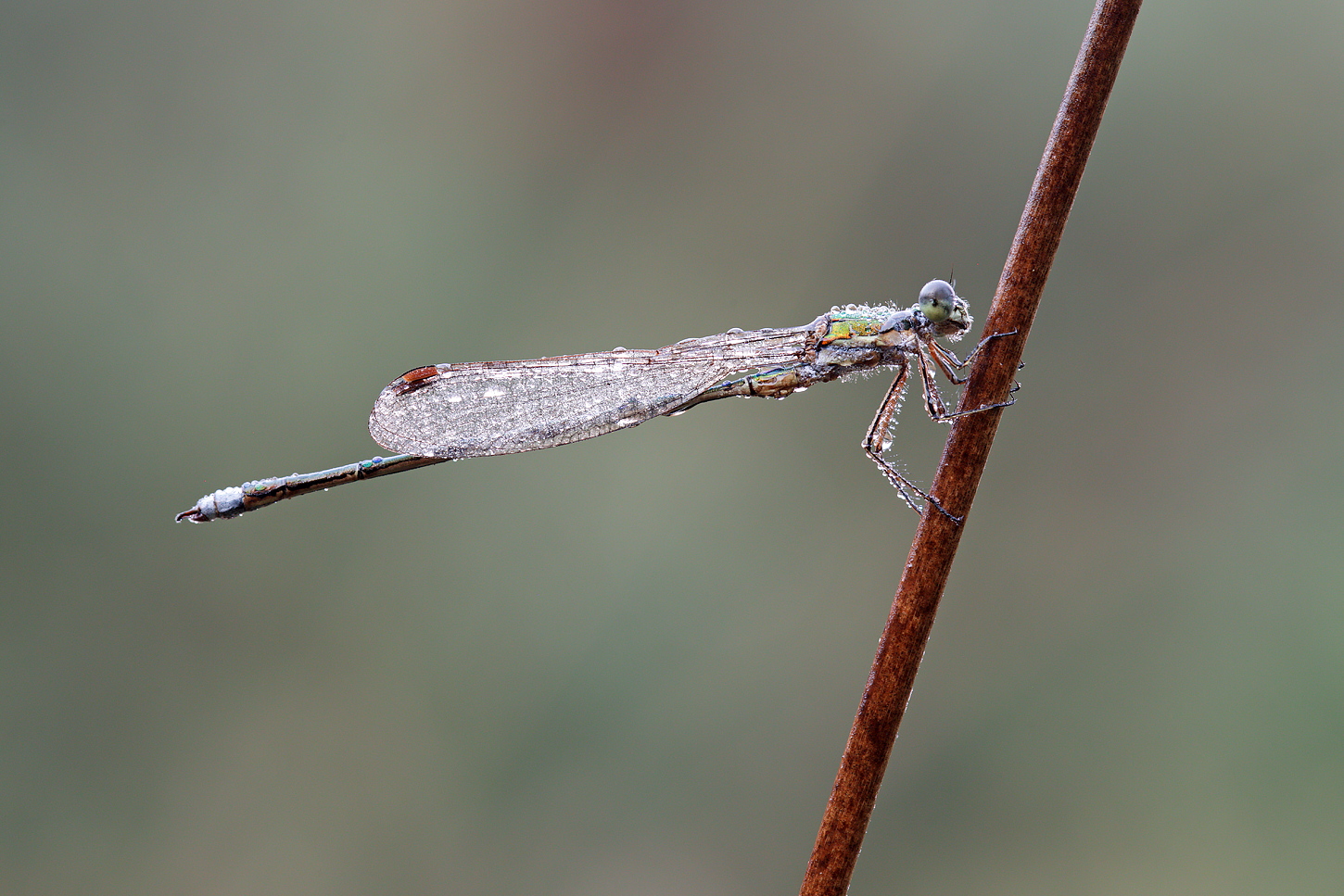 Frostiges Wetter