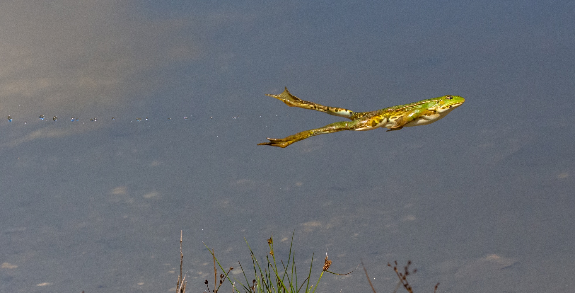 springender Seefrosch