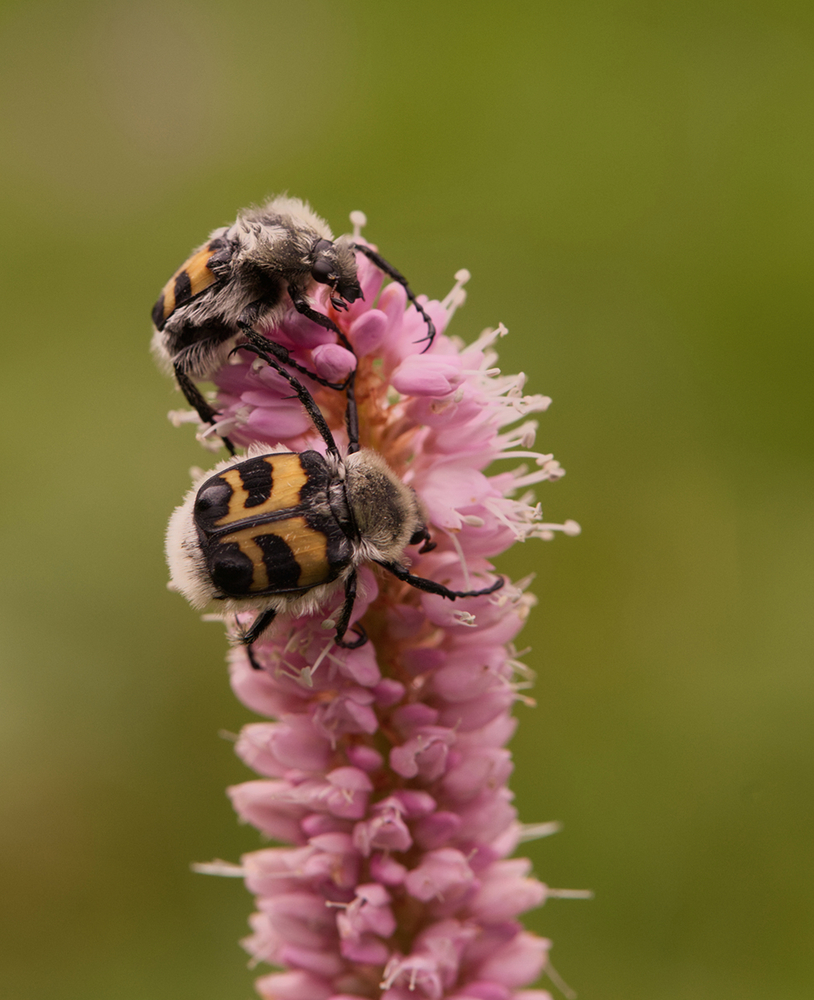 Gebänderter Pinselkäfer (Trichius fasciatus)