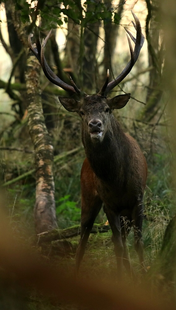 Rothirschbrunft 2019