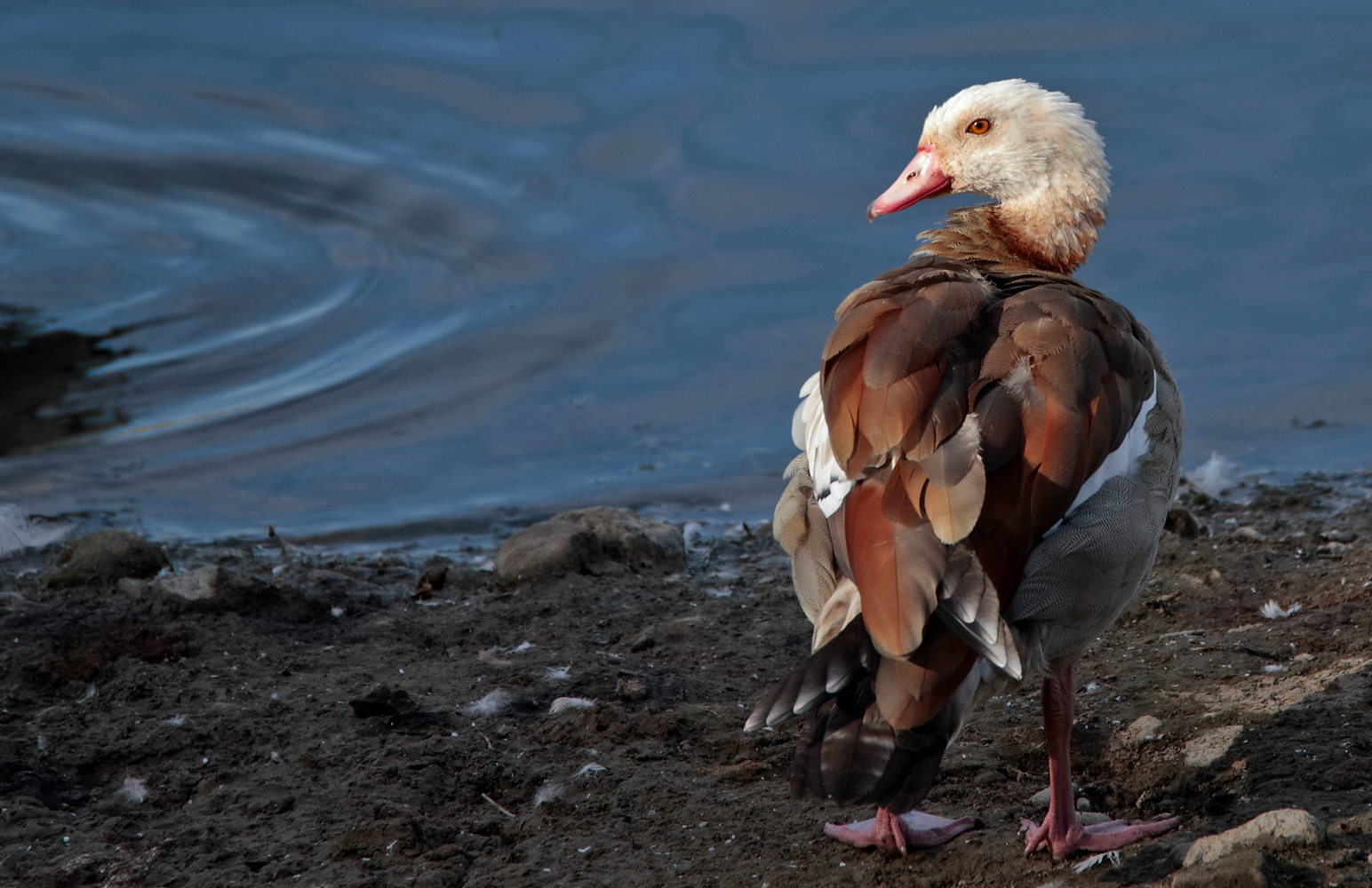 Nilgans (Alopochen aegyptiaca)