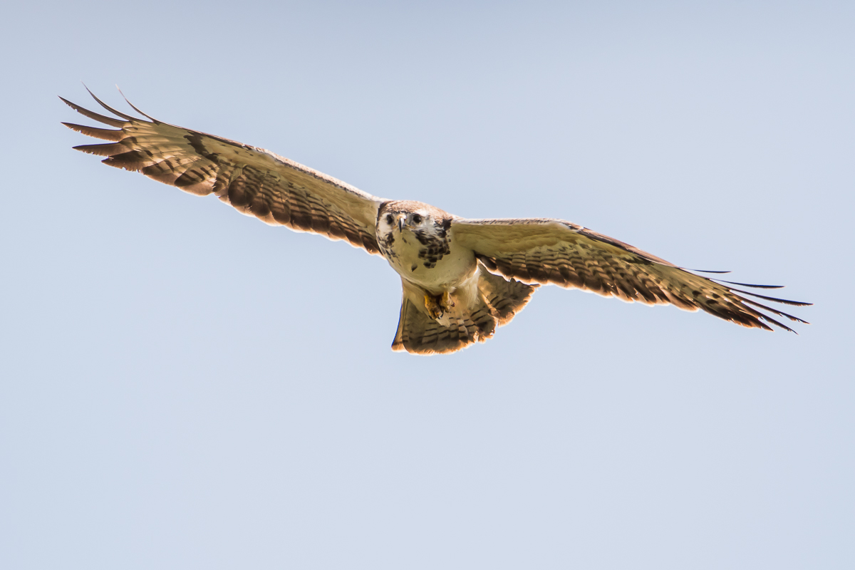 Auf zur nächsten Jagd