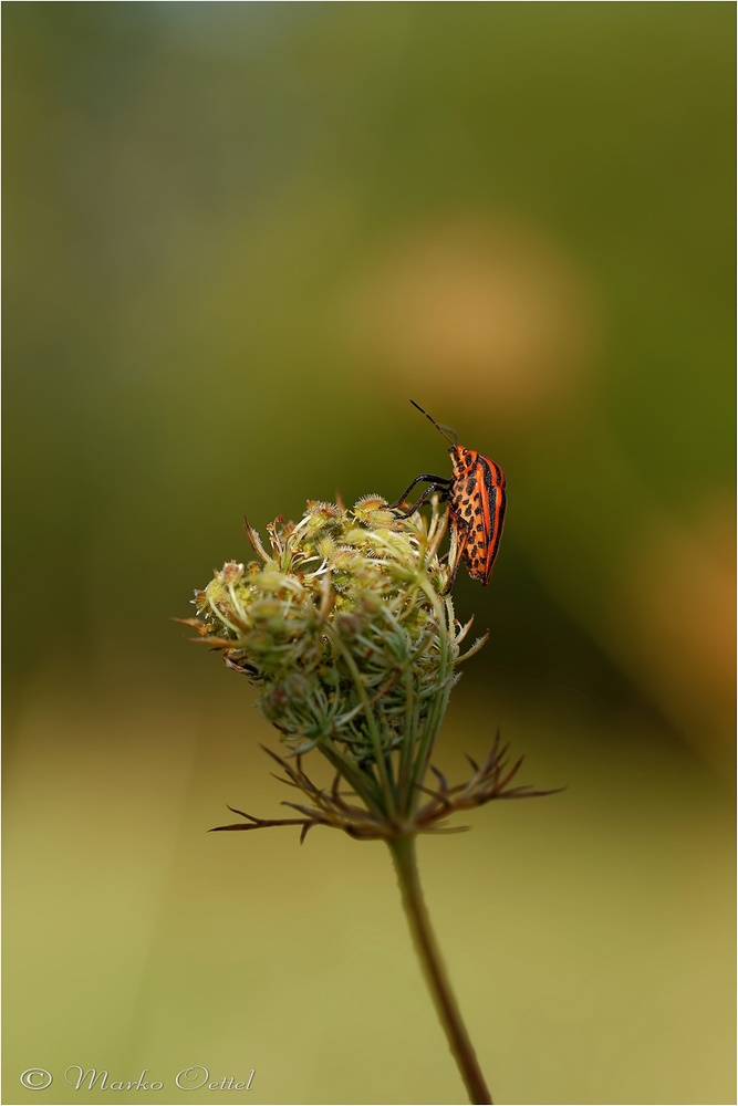 Streifenwanze (Graphosoma lineatum)