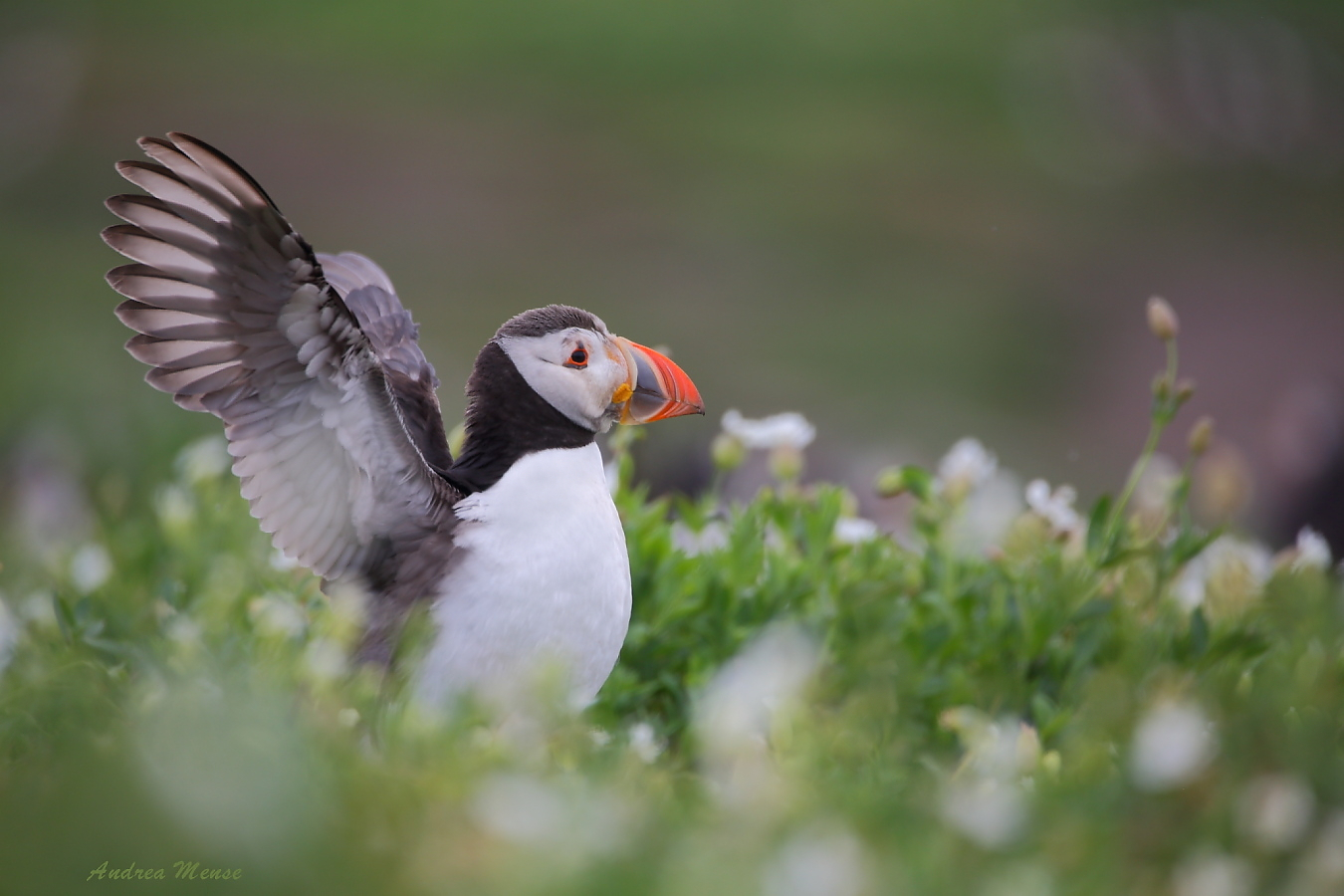 Kleiner Puffin ganz groß