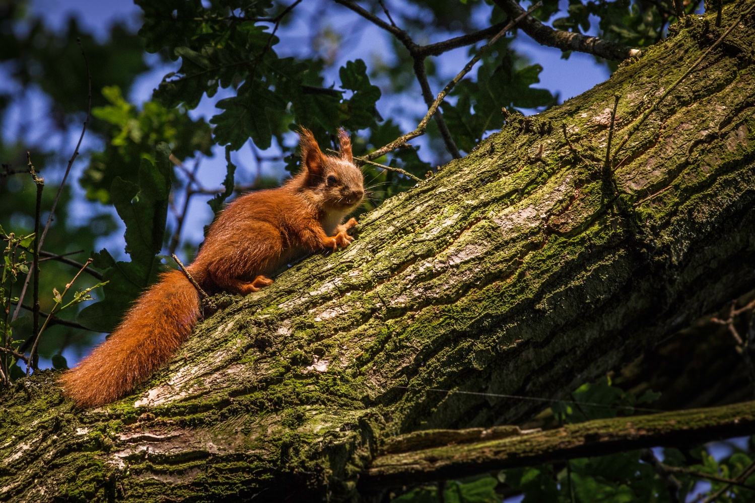 Eurasisches Eichhörnchen