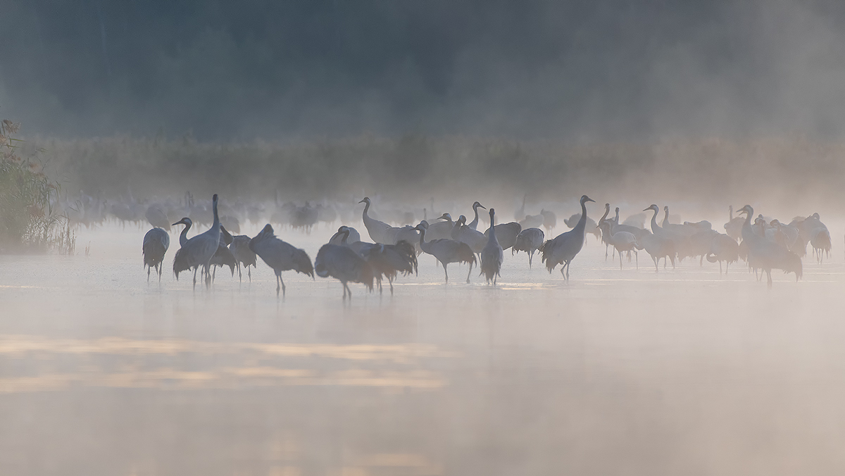 Frühmorgens bei den Kranichen