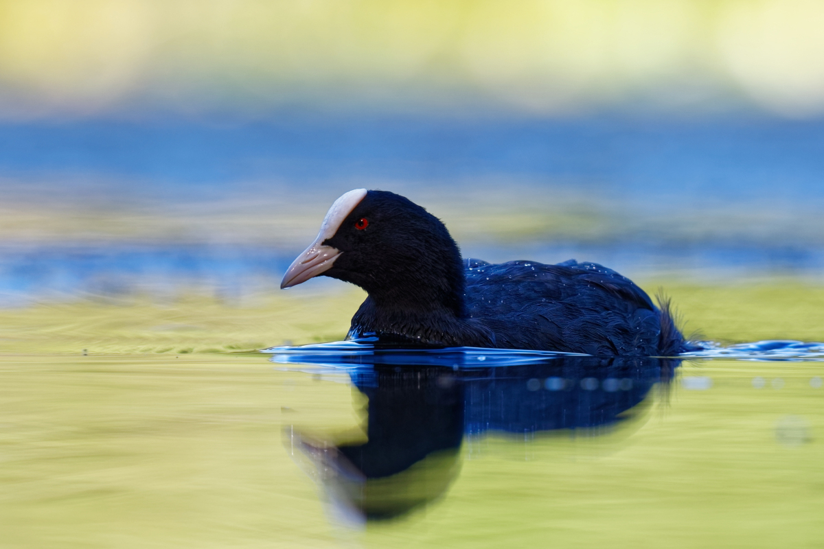 Schwimmen im Spätsommer