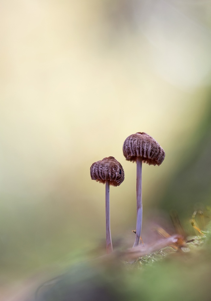 Herbstzeit....