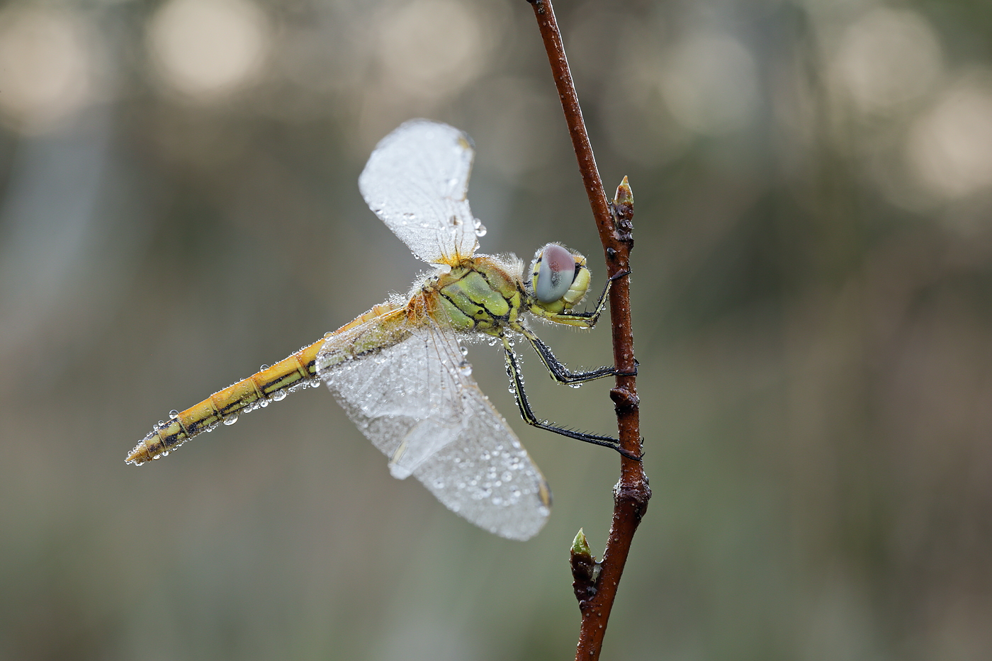 Frühe Heidelibelle