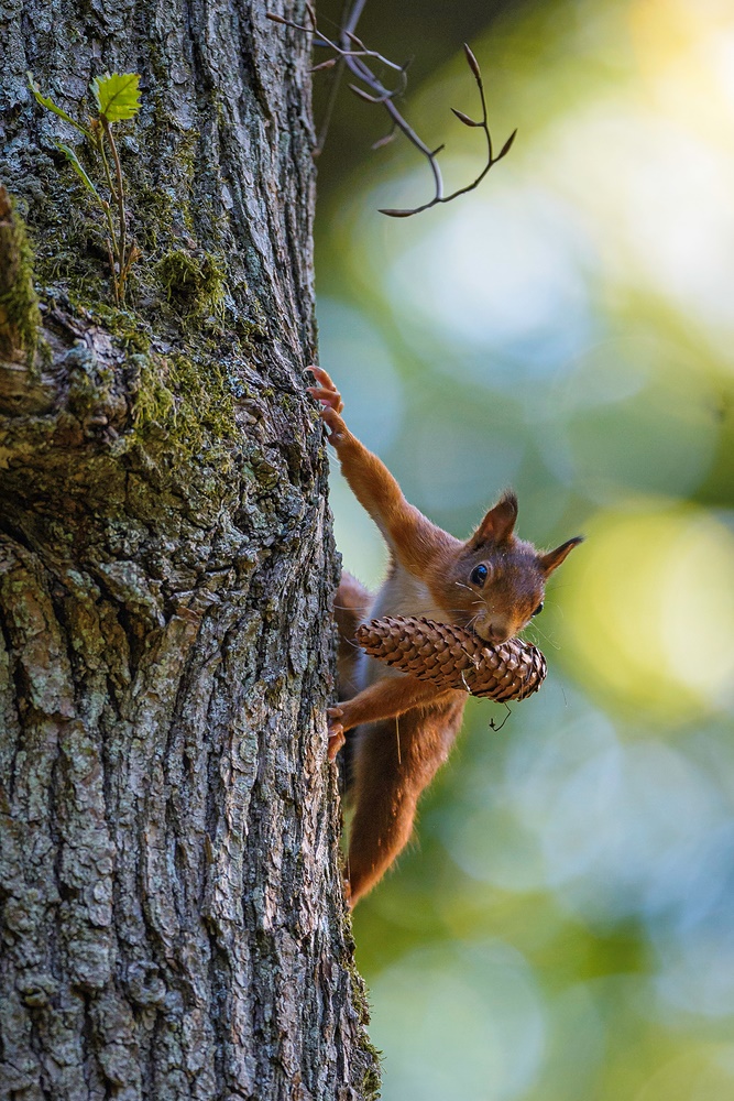 Eichhörnchen