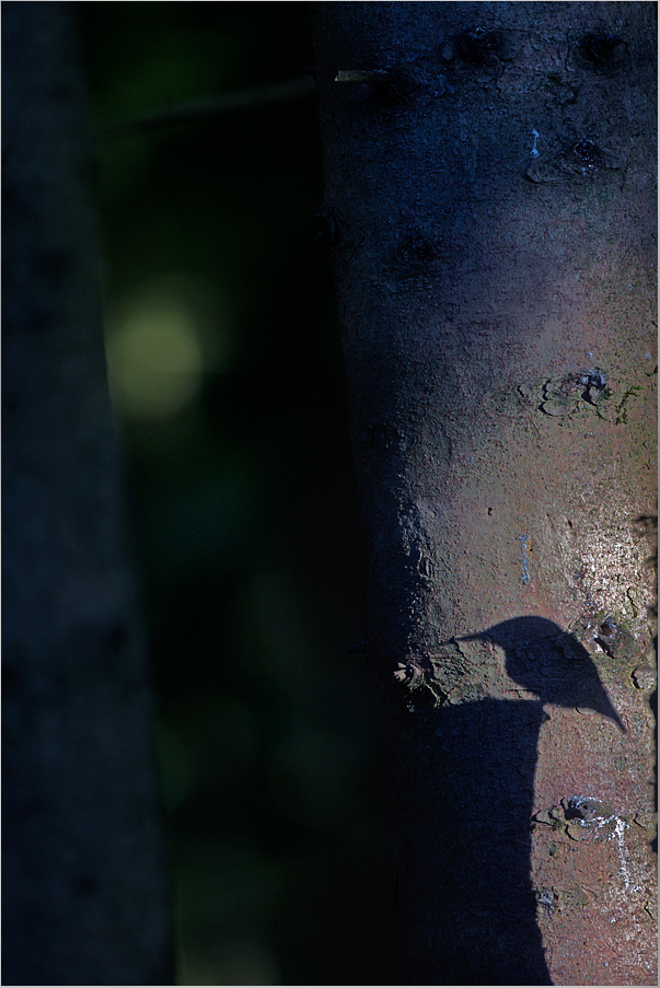 Der Schattenvogel