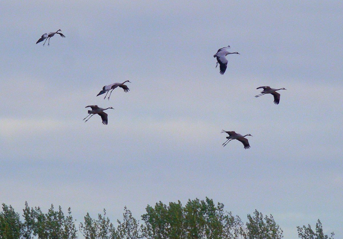 Landeanflug