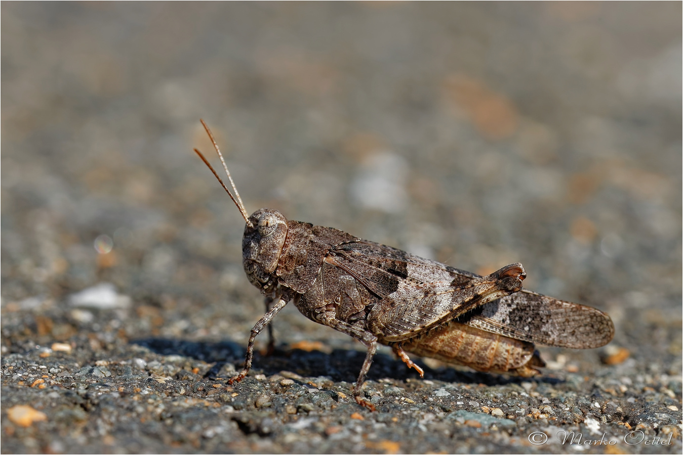 Blauflügelige Ödlandschrecke (Oedipoda caerulescens)