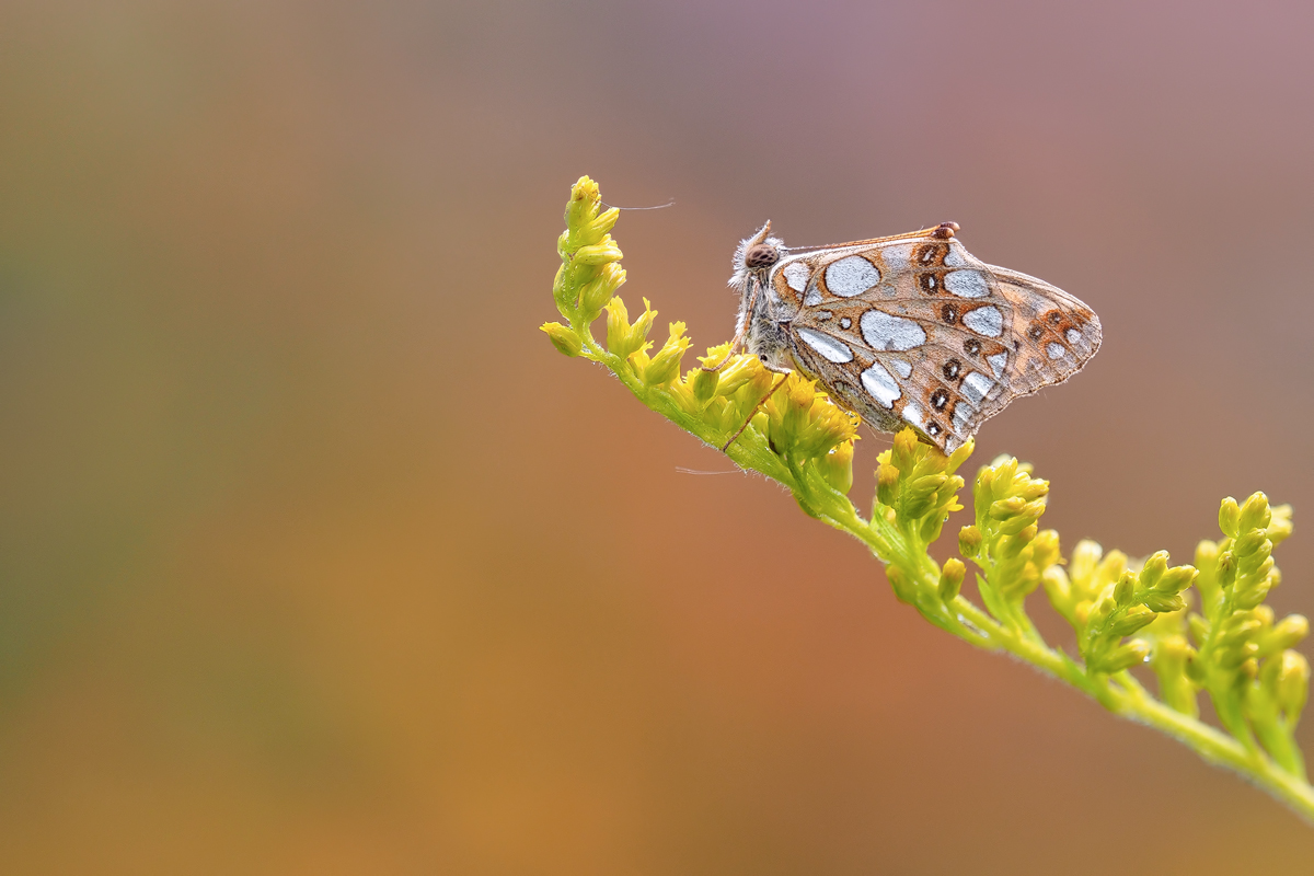 ein herbstlicher Falter